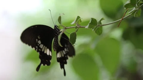 Butterfly1 Stock Footage 276821317