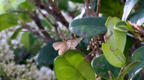 Butterfly.1.PJ.1080 Stock Footage 11943641