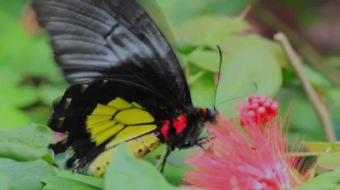 Butterfly2 Stock Footage 8577925