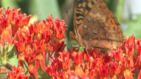Butterfly2 Stock Footage 9358966
