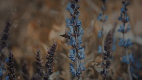 Butterfly2 스톡 동영상 108662050