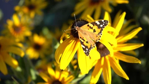 Butterfly2 Stock Footage 115707132