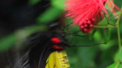 Butterfly3 Stock Footage 8577918