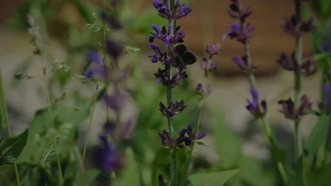 Butterfly3 스톡 동영상 108662046