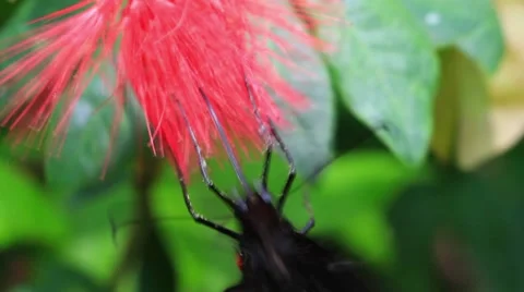 Butterfly4 Video stock 8577907