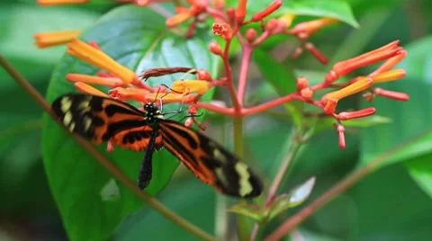 Butterfly5 Video stock 8577894