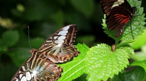 Butterfly6 Stock Footage 8577886