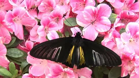 Butterfly_1 Stock Footage 10841548