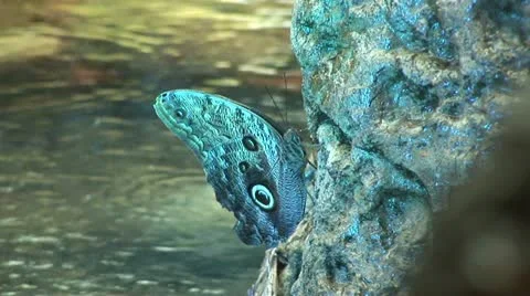 Butterfly_10 스톡 동영상 10836148