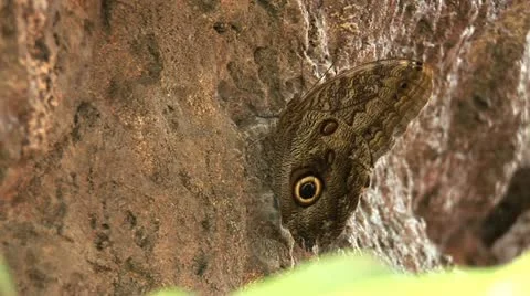 Butterfly_12 스톡 동영상 10841517