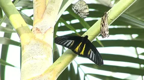 Butterfly_4 스톡 동영상 10832382