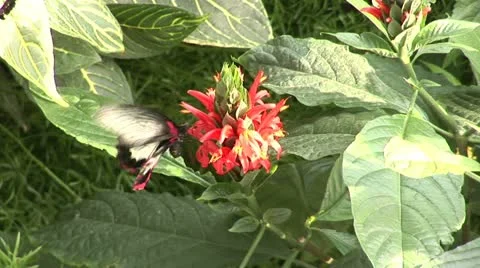 Butterfly_6 Stock Footage 10837853