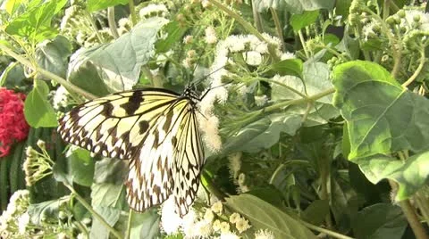 Butterfly_7 Stock Footage 10836195
