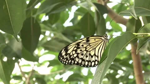 Butterfly_8 스톡 동영상 10829734