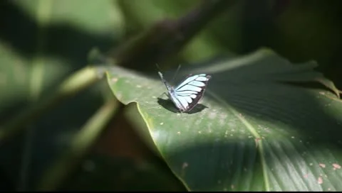 Butterfly_LDA N 00574 Video stock 10464905