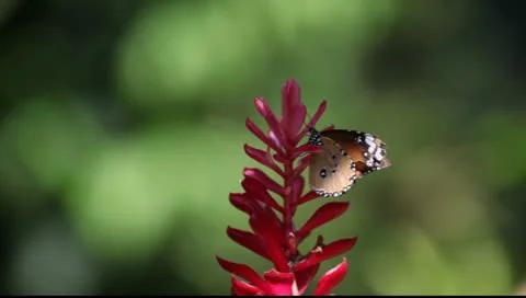 Butterfly_LDA N 00575 Video stock 10476734