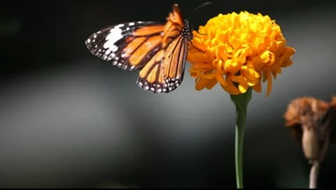 Butterfly_LDA N 00581 Video stock 10497784