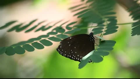 Butterfly_LDA N 00587 Video stock 10305147