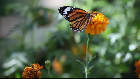 Butterfly_LDA P 00483 Video stock 10036449