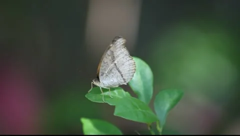 Butterfly_LDA P 00497 Video stock 10079247
