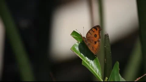 Butterfly_LDA P 00500 Video stock 10086389