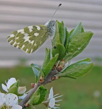 Butterfly_on_a_tree_leaf Stock Photos