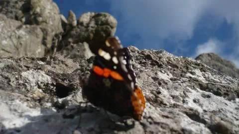 Butterfly_Still Image Stock Photos