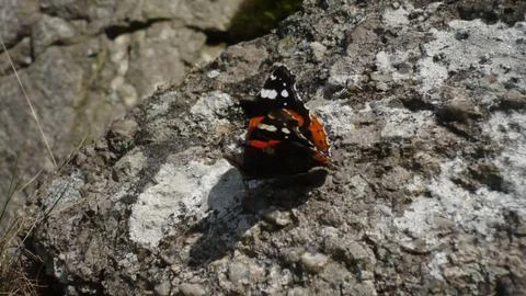 Butterfly_Still Image_2 Stock Photos
