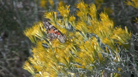 ButterflyAndBeeFeeding Stock Footage 277874