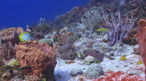 Butterflyfish (2 Spotfins) Видео 7747279