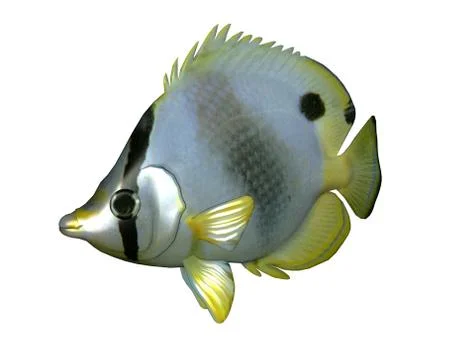 Butterflyfish - 3D render Stock Illustration