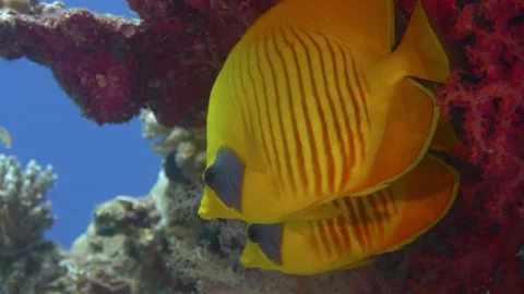 Butterflyfish close up Stock Footage 167755676