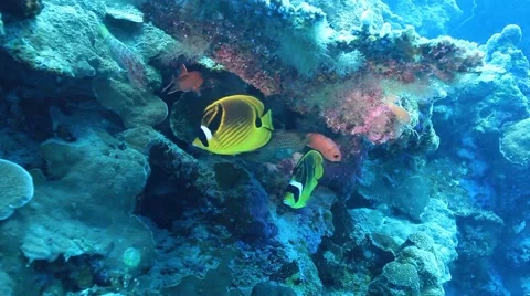 Butterflyfish in the coral reef Stock Footage 42045651
