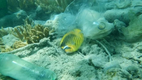 Butterflyfish died hitting trapped in plastic bag lies on seabed covered plastic Stock Footage 146186682
