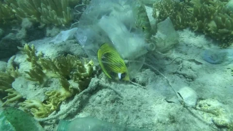 Butterflyfish died hitting trapped in plastic bag lies on seabed covered with Stock Footage 154255605