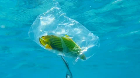 Butterflyfish died hitting trapped in plastic bag drifts under surface of water. Stock Footage 161530755