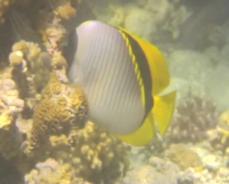 Butterflyfish Stock Footage 30106084