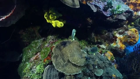 Butterflyfish Stock Footage 80645235