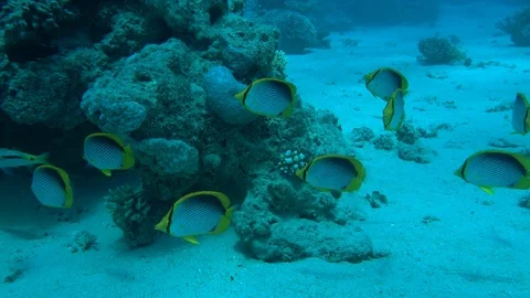 Butterflyfish Stock Footage 95479391
