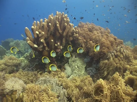 Butterflyfish Stock Footage 98669949