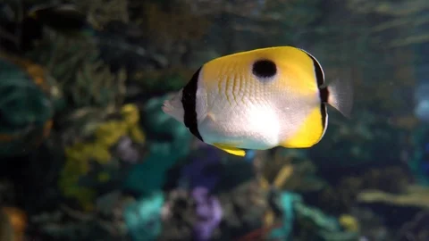 Butterflyfish Stock-Footage 100441554