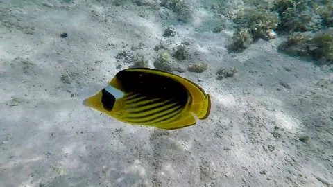 Butterflyfish Video stock 162031288