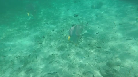 Butterflyfish Vidéo 237621210