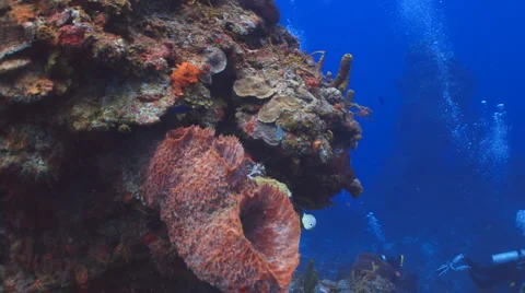 Butterflyfish pair at colorful reef Vidéo 5646483