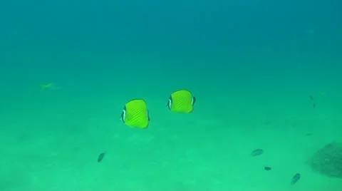 Butterflyfish pair Stock Footage 33075335