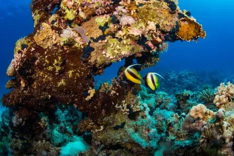 Butterflyfish Stock Photos