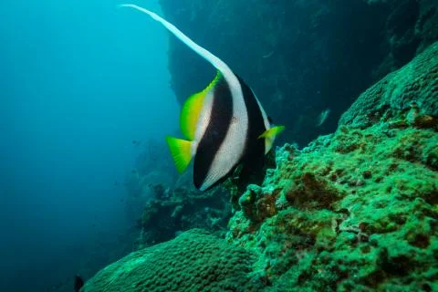 Butterflyfish Stock Photos