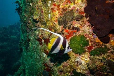 Butterflyfish Stock Photos