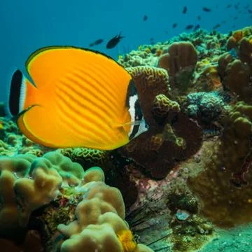 Butterflyfish 库存照片