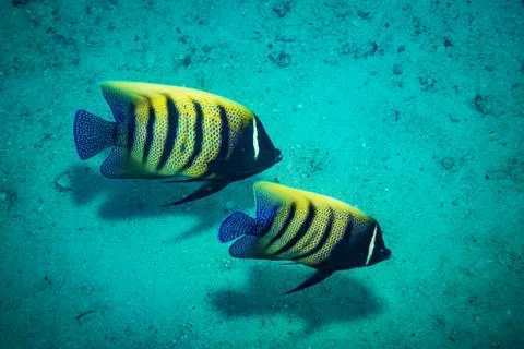 Butterflyfish Foto stock